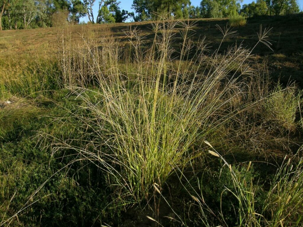 pangola grass
