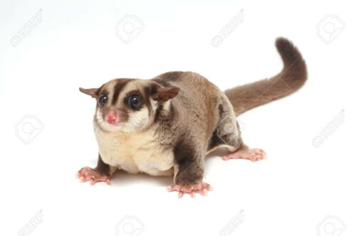 Sugar Glider Normal - ชูการ์ไกลเดอร์ สีนอมอล เพศเมีย (8627)