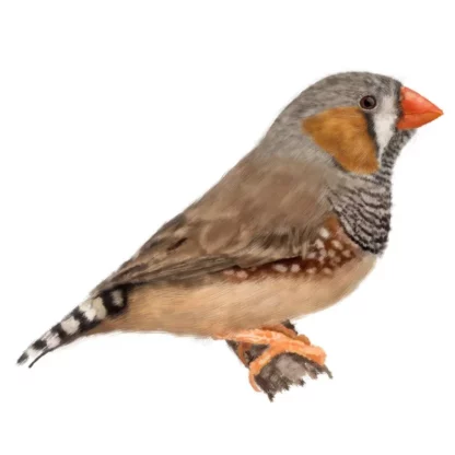 depositphotos 540131896 stock photo realistic portrait of zebra finch