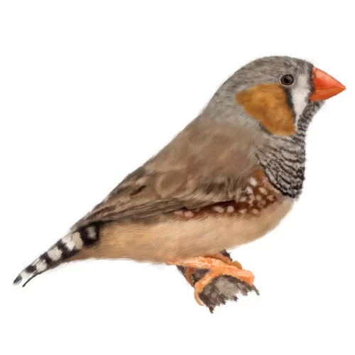 Zebra Finch - นกซีบร้าฟินซ์ (9093)