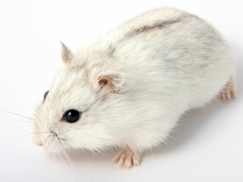 Hamster Roborovski White - หนูแฮมสเตอร์โรโบรอฟกี้สีขาว (9423)