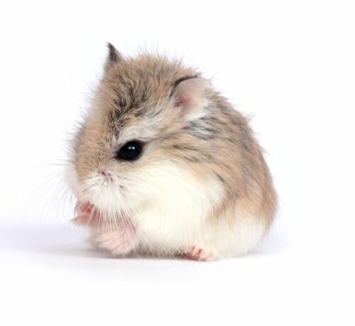 Hamster Roborovski - หนูแฮมสเตอร์โรโบรอฟกี้ สีพายด์ (9424)