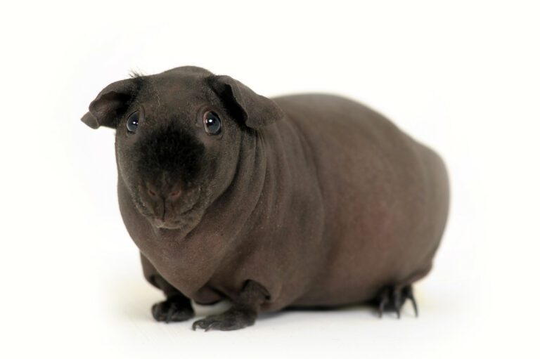 Funny skinny guinea pig on white background.