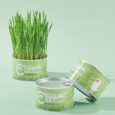 Wheat Grass Can