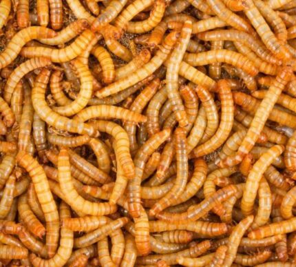mealworms e1633355012492