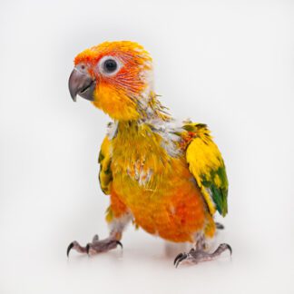 Baby Sun Conure - นกแก้ว ลูกป้อนซันคอนัวร์