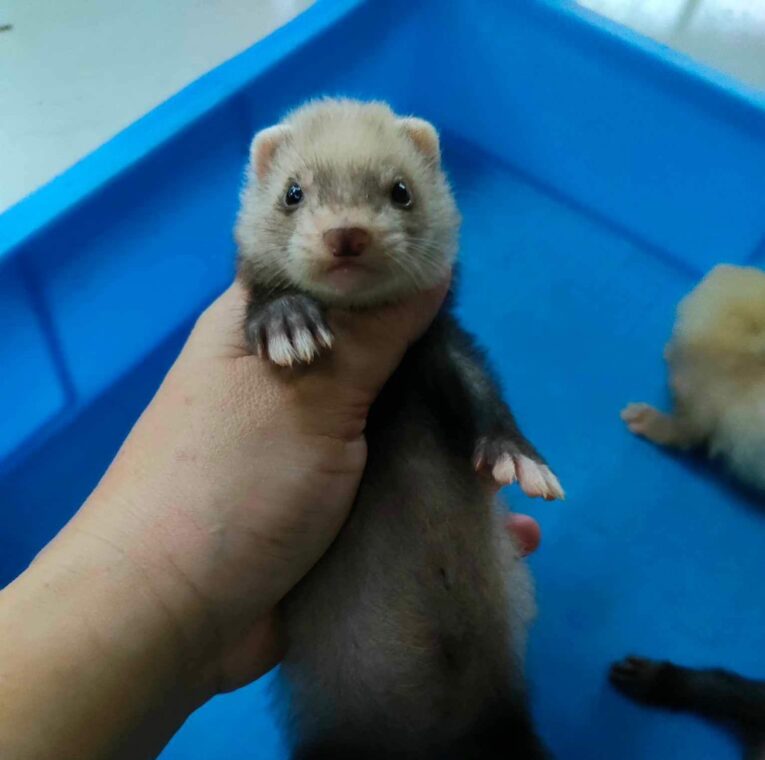 Baby Ferret Sable