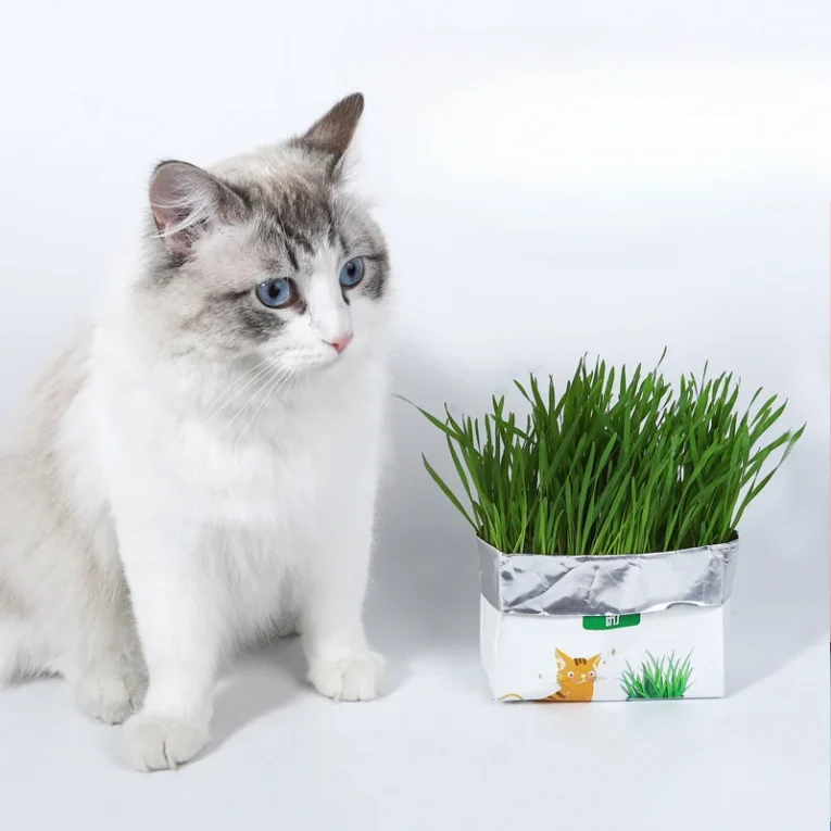 Cat-Grass-Planting-Box