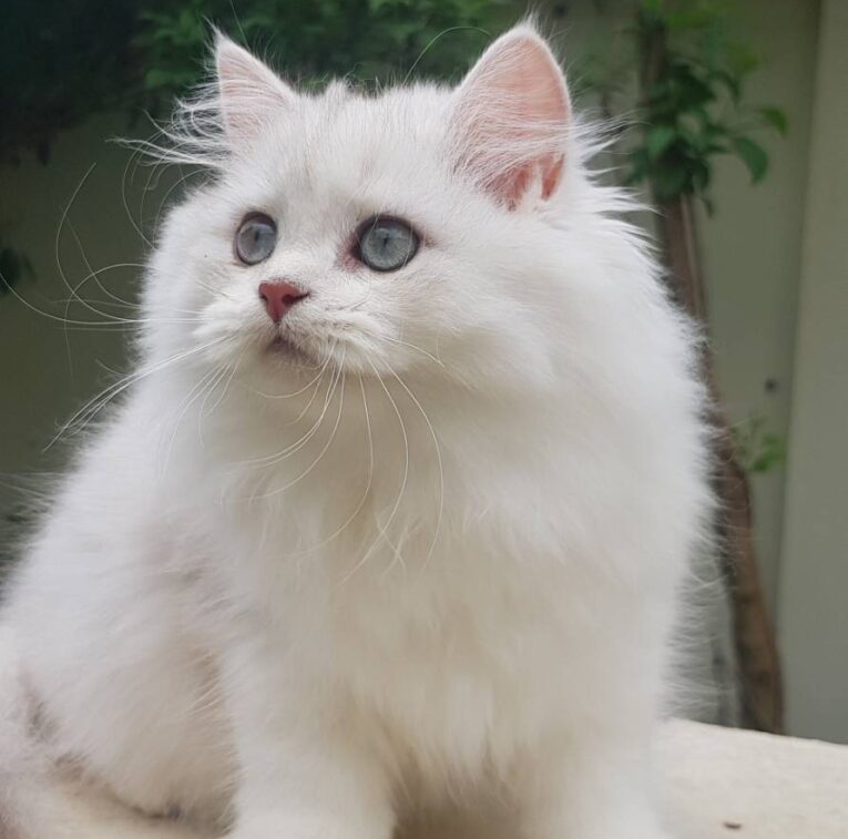 Baby British Longhair