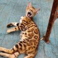 Baby Bengal Male