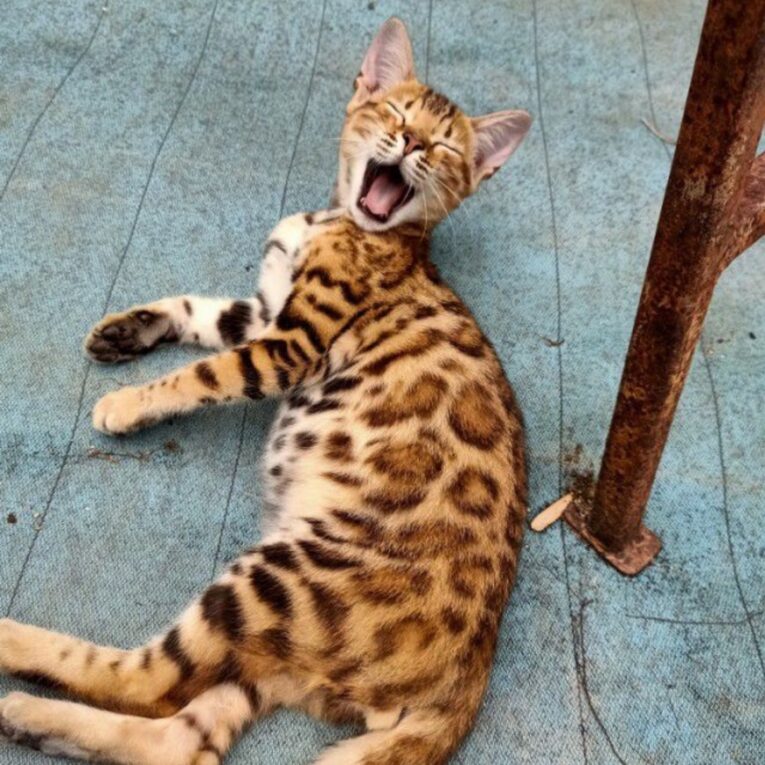 Baby Bengal Male