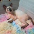 Baby Siamese Female