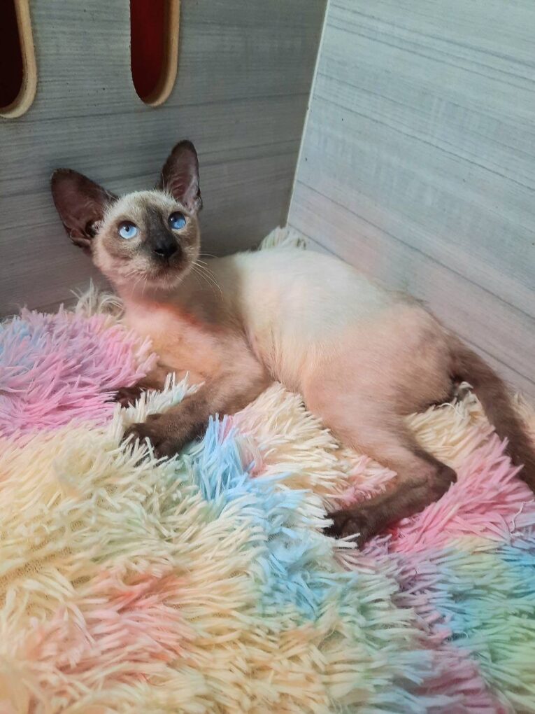 Baby Siamese Female