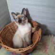 Baby Siamese Male