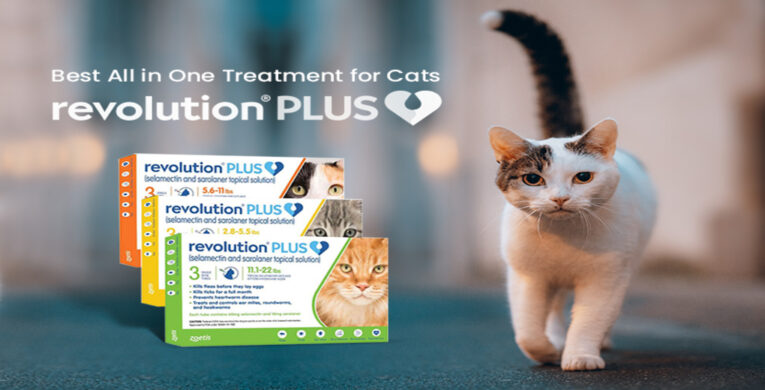 BVC-Revolution-Plus-Cat (1)