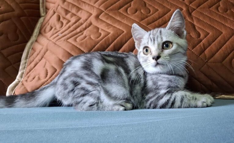 Baby American Shorthair - ลูกแมวอเมริกันช็อตแฮร์