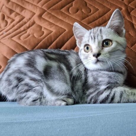 Baby American Shorthair - ลูกแมวอเมริกันช็อตแฮร์