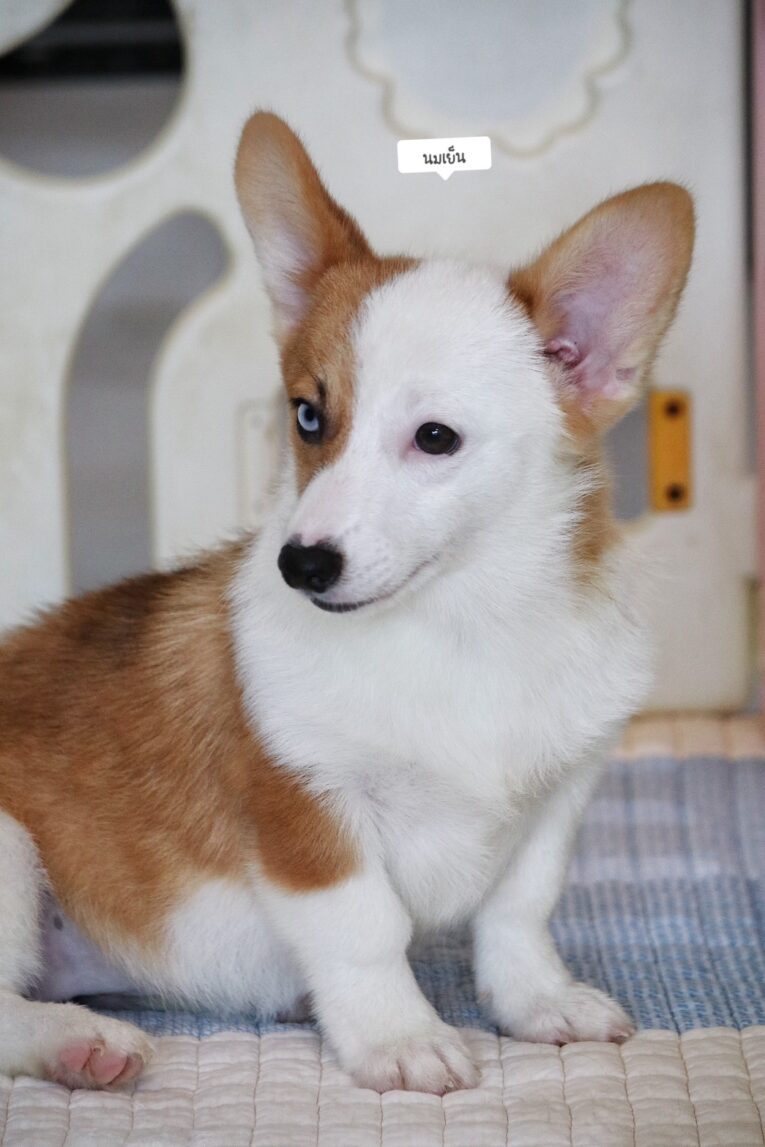 Baby Corgi - ลูกสุนัขพันธุ์คอร์กี้