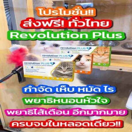 revolution plus_หน้าปก