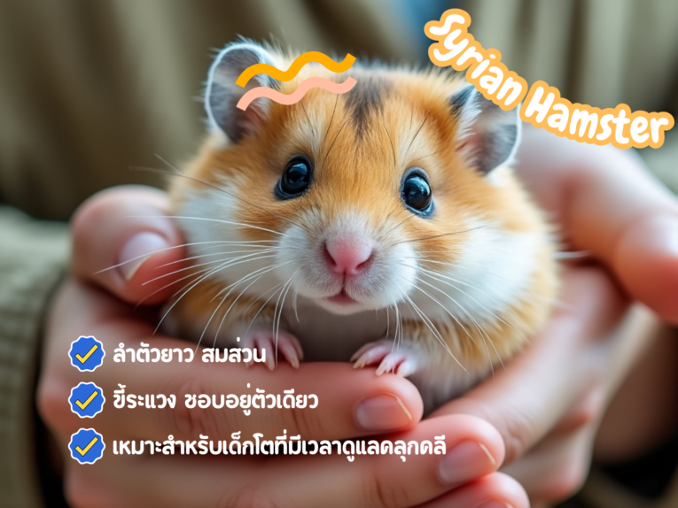 syrian hamster