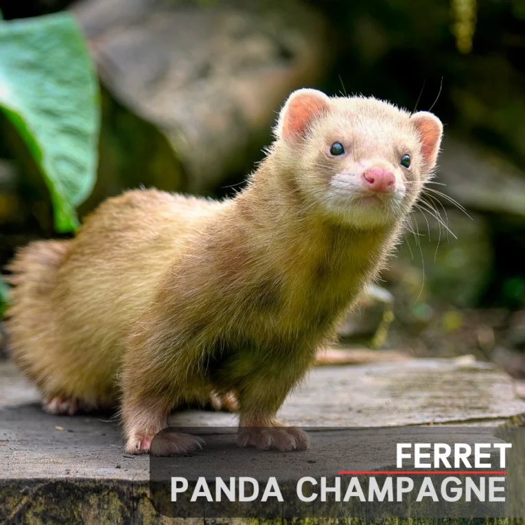 Ferret Panda Champagne