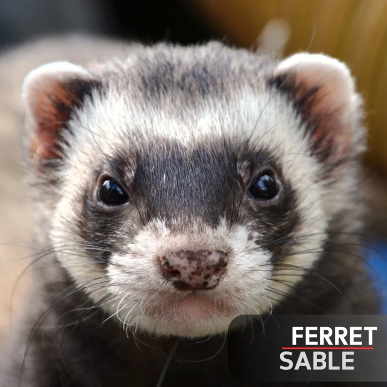 Ferret Sable