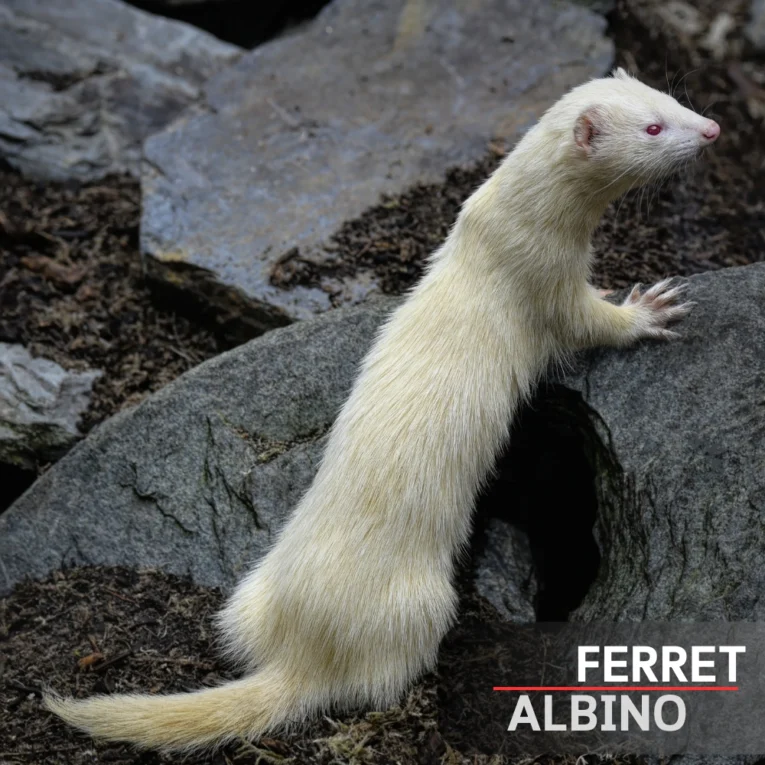 Ferret Albino